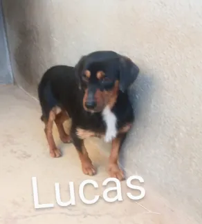 Lucas
