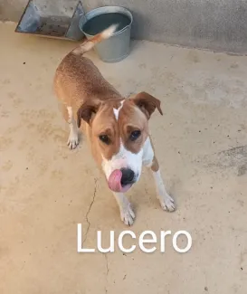 Lucero