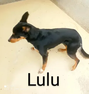 Lulu