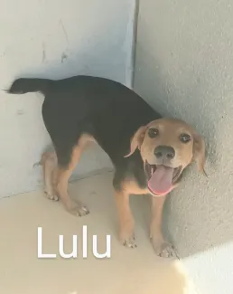 Lulu