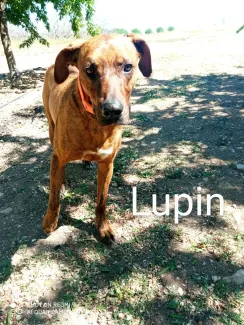Lupin