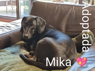 Mika
