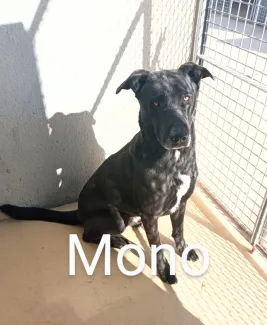 MONO