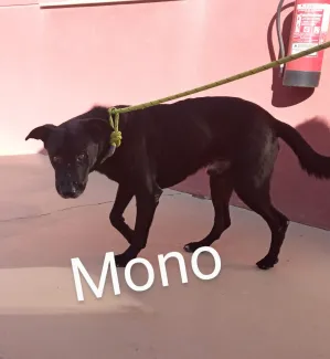 MONO