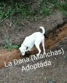 Manchas