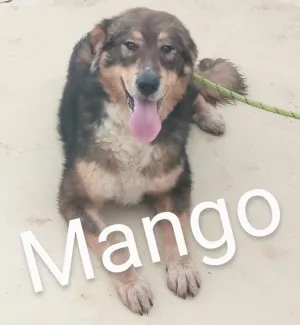 Mango