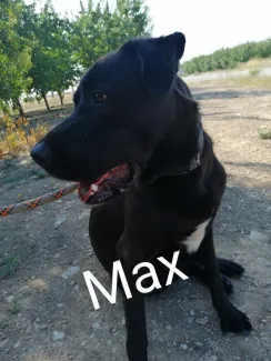 Max