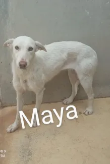Maya