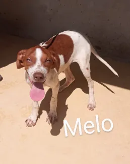 Meló