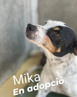 Mika