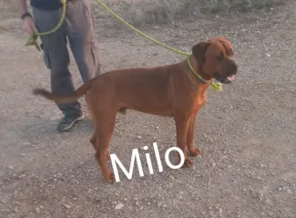 Milo