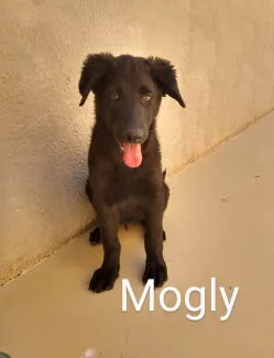 Mogly