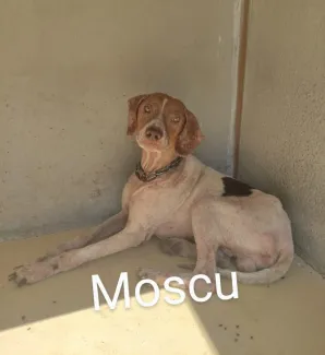 Moscú