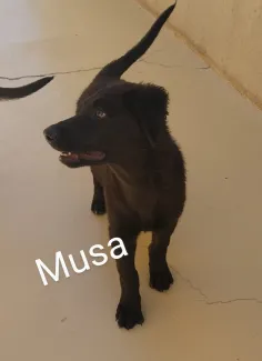 Musa