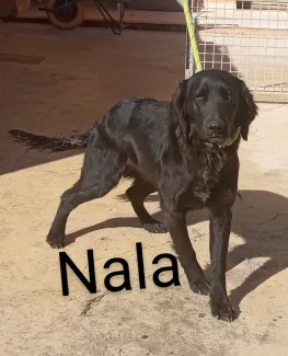 Nala
