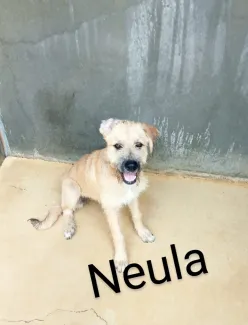 Neula