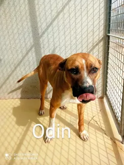 Odin