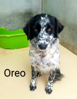 Oreo