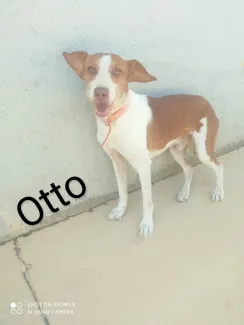 Otto