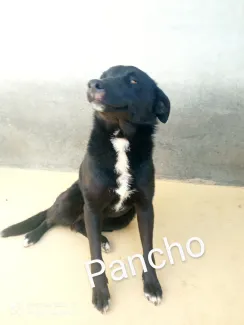 Pancho