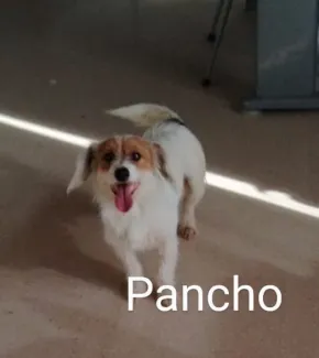 Pancho