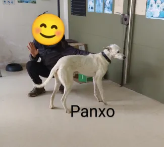 Panxo