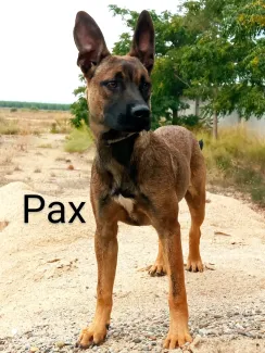 Pax