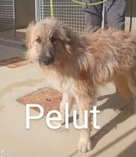 Pelut