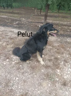 Pelut