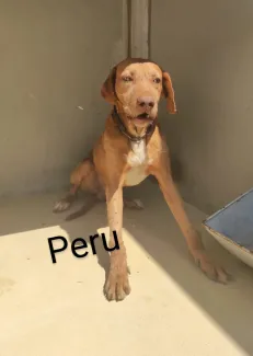 Perú