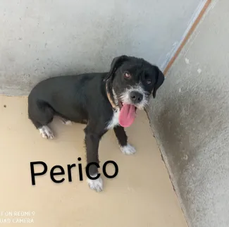 Perico