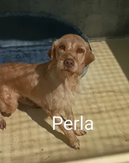 Perla