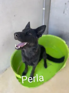 Perla