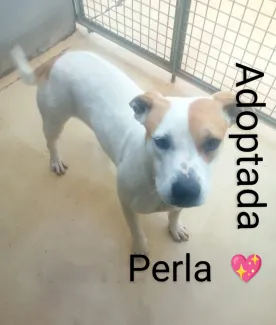 Perla