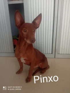 Pinxo