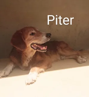 Piter