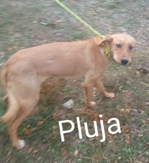 Pluja