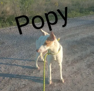 Popy