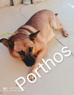 Porthos