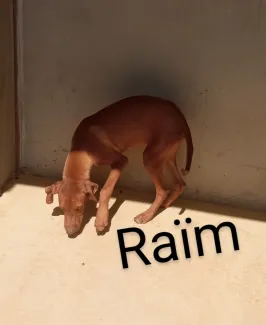 Raïm