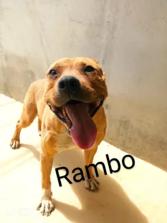 Rambo
