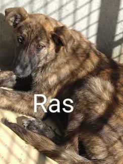 Ras
