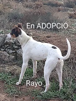 Rayo