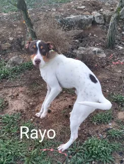 Rayo