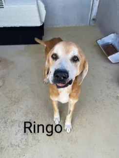 Ringo