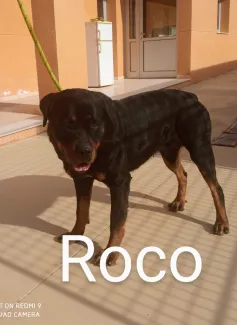 Roco