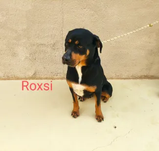 Roxsi