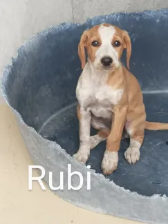 Rubi