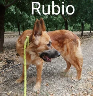 Rubio