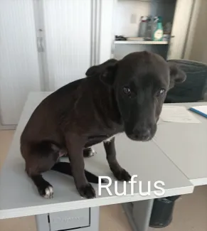Rufus